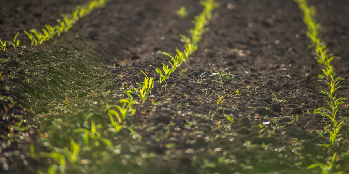 Carenza di potassio nei terreni, agricoltura a rischio